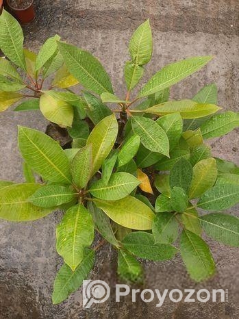 Kathgolap (colour Confirm)