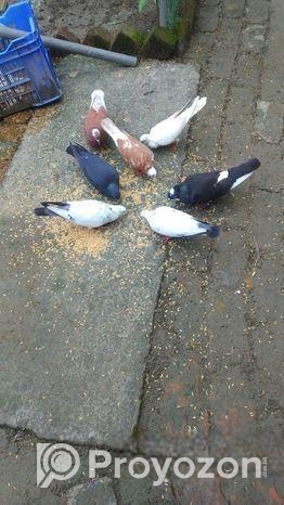 রানিং দেশি কবুতর