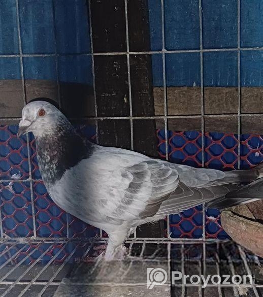 আফসান গ্রিজেল কবুতর