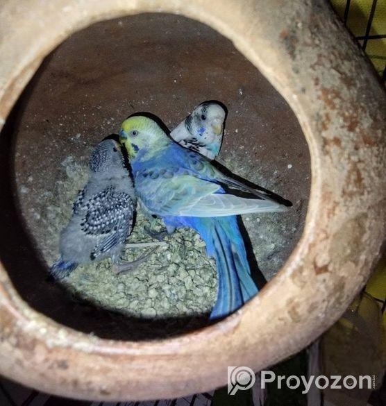 রেইনবো বাজেরিকা জোড়া। রাজশাহী। দাম- ১২০০