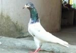 পাকিস্তানী কবুতর বিক্রয় হবে