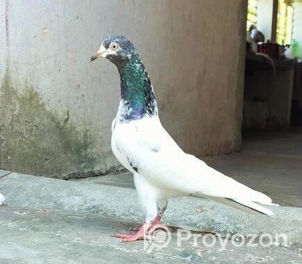 পাকিস্তানী কবুতর বিক্রয় হবে