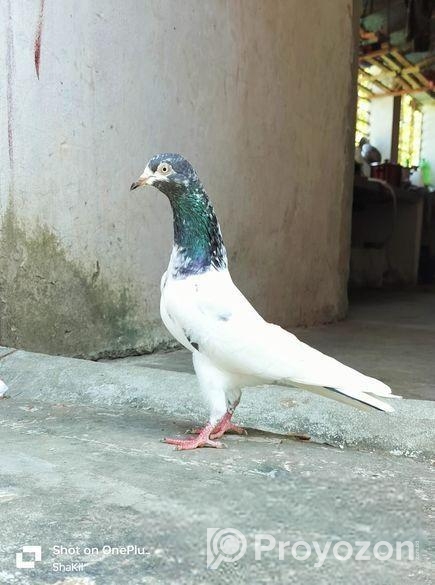 পাকিস্তানী কবুতর বিক্রয় হবে