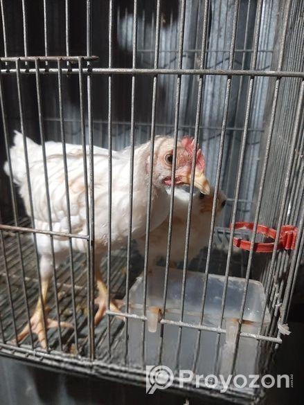 জাপানিজ ইয়োকোহামা মুরগির বাচ্চা