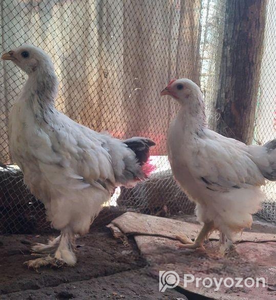 ১ জোড়া কলম্বিয়ার লাইভ ব্রাহামা মুরগি বিক্রি করা হবে