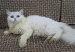 Persian Cat “female”