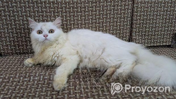 Persian Cat “female”
