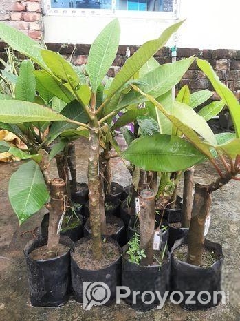 Kathgolap (colour Confirm)