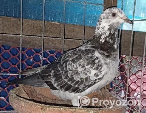 আফসান গ্রিজেল কবুতর