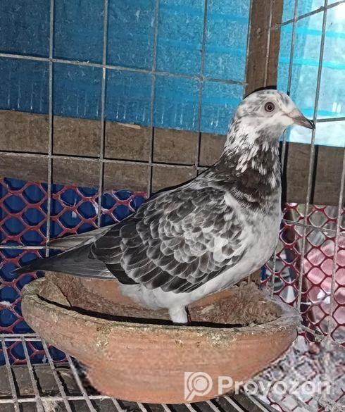 আফসান গ্রিজেল কবুতর