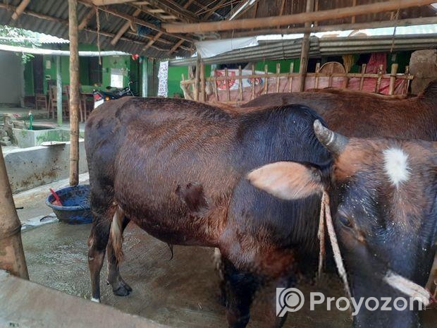 দেশি জাতের ষাড় গরু