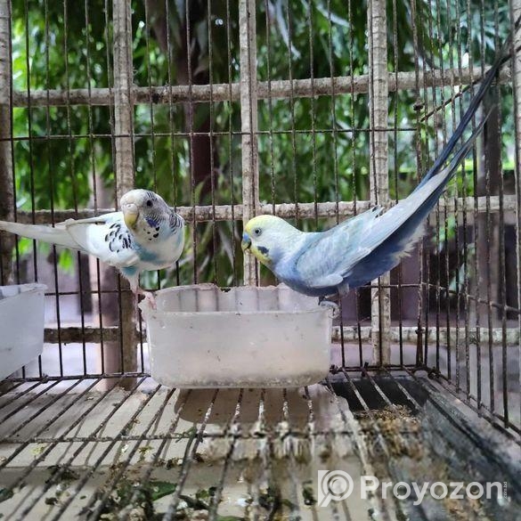 রেইনবো বাজেরিকা জোড়া। রাজশাহী। দাম- ১২০০