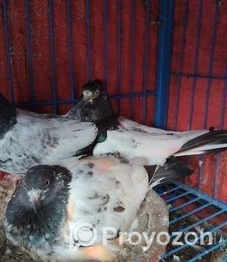 পাকিস্তানী কবুতর বিক্রয় হবে