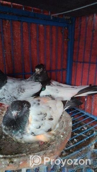 পাকিস্তানী কবুতর বিক্রয় হবে