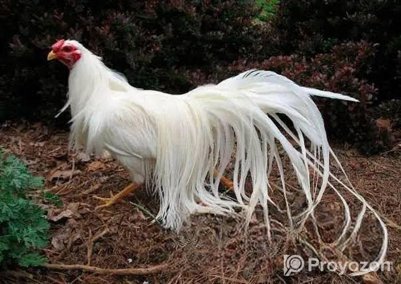 জাপানিজ ইয়োকোহামা মুরগির বাচ্চা