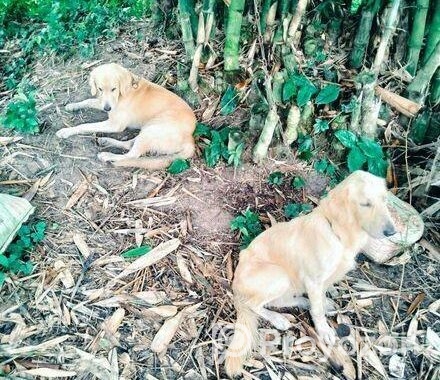 Male+female dog
