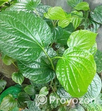 চুইঝাল গাছ