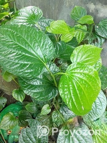 চুইঝাল গাছ