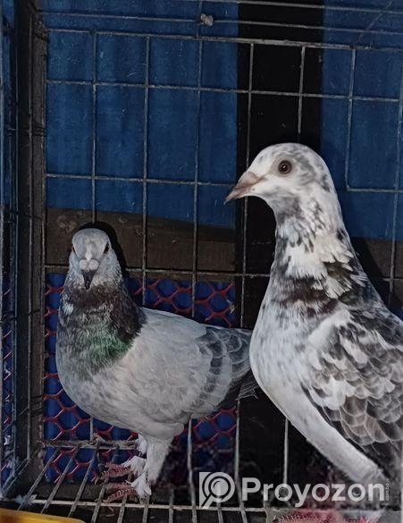 আফসান গ্রিজেল কবুতর