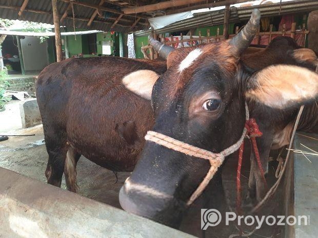 দেশি জাতের ষাড় গরু
