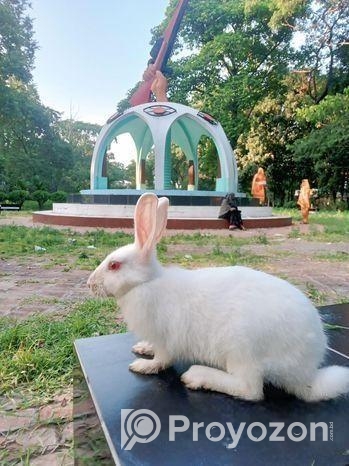 মা সহ ৩ টা বাচ্ছা খরগোশ বিক্রয় করা হবে