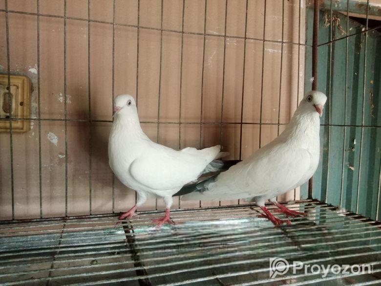 বেনারশি কালদম