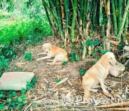 Male+female dog