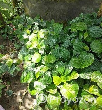 চুইঝাল গাছ