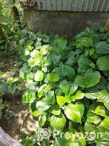 চুইঝাল গাছ