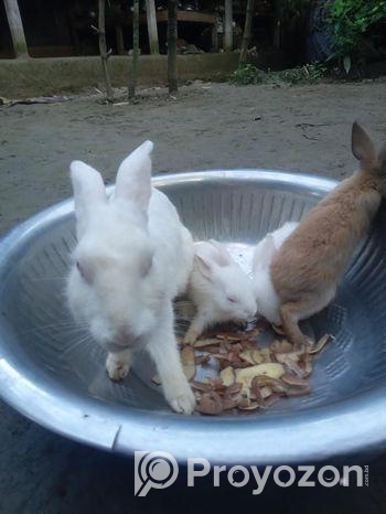 মা সহ ৩ টা বাচ্ছা খরগোশ বিক্রয় করা হবে