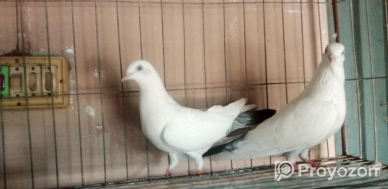 বেনারশি কালদম