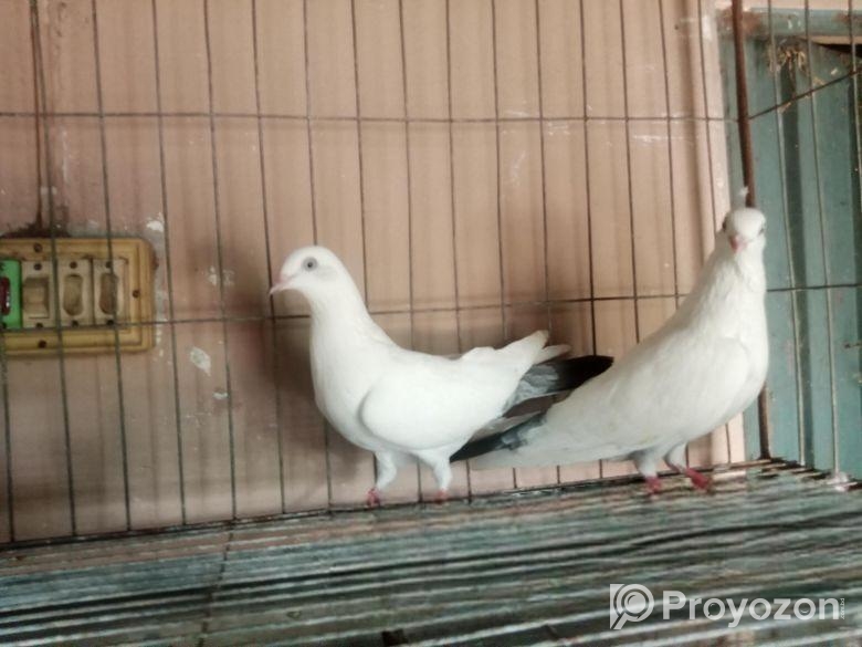 বেনারশি কালদম