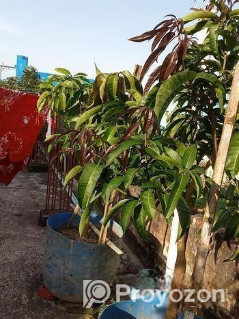 বিদেশি লিচু আম পেয়ারা আরো অন্যান্য ফলজ গাছ বড় ড্রামে ফিটিংসহ