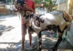 ইন্ডিয়ান তোতাপুরি ফিমেল