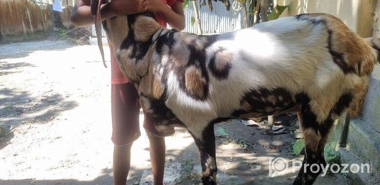 ইন্ডিয়ান তোতাপুরি ফিমেল