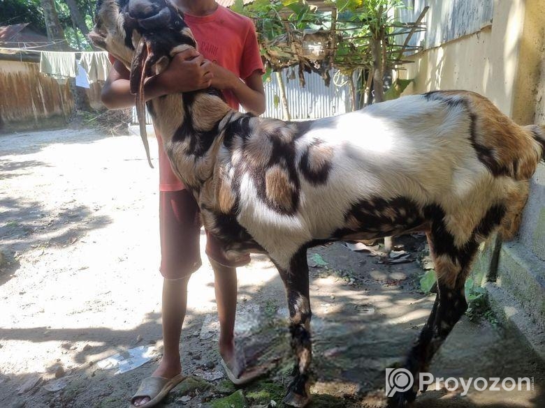 ইন্ডিয়ান তোতাপুরি ফিমেল