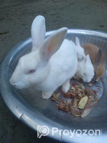 মা সহ ৩ টা বাচ্ছা খরগোশ বিক্রয় করা হবে