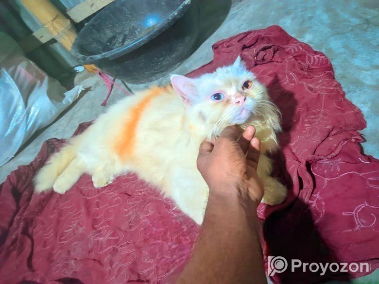 বিদেশি বিড়াল ছেলে