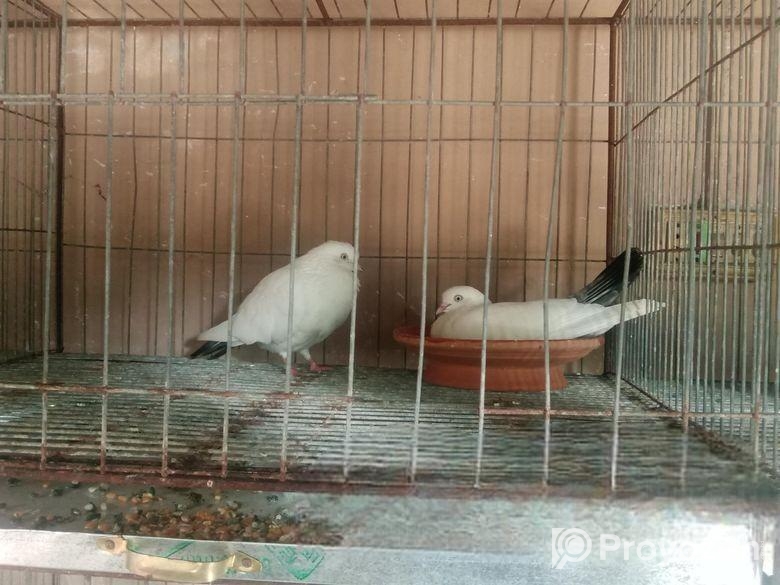 বেনারশি কালদম