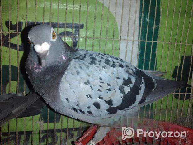 রেসার কবুতর বিক্রি করা হবে