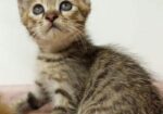 Cat Sell