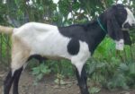 বিটল খাসি জোরা
