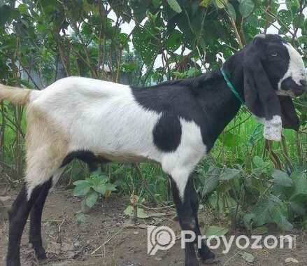 বিটল খাসি জোরা