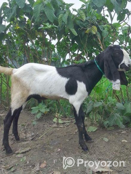 বিটল খাসি জোরা