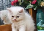 Persian Cat