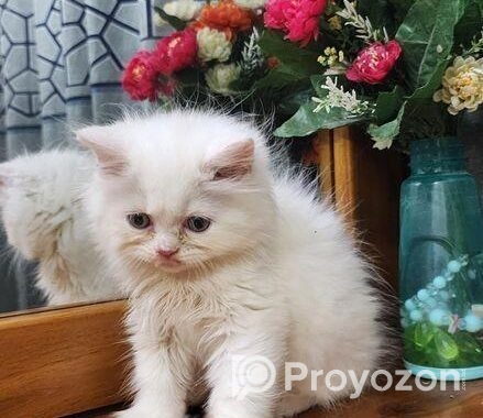 Persian Cat