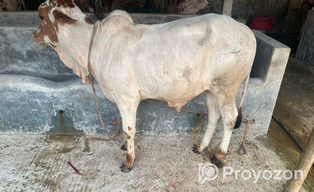 পাকড়া ষাড়