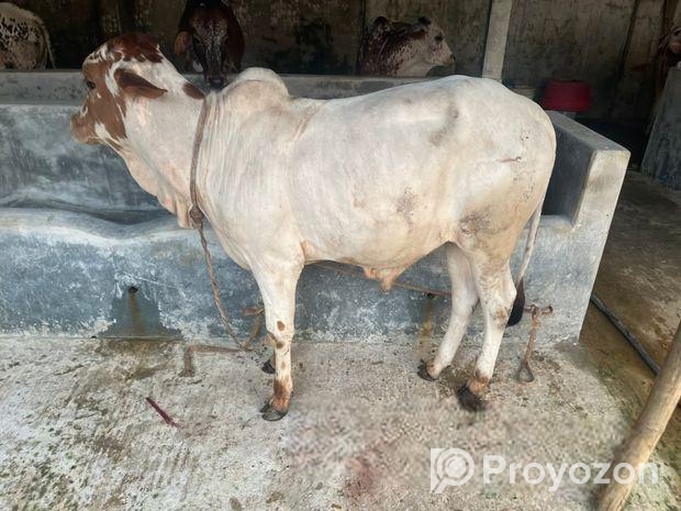 পাকড়া ষাড়