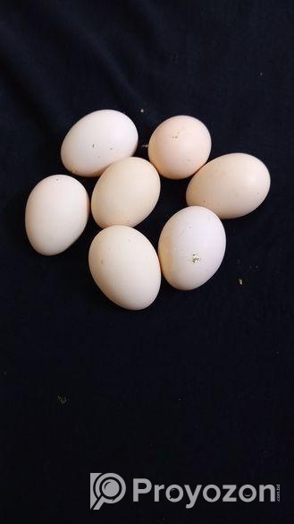 পৃথিবীর সবচেয়ে ছোট ফ্যান্সি শেরেমা মুরগির বীজ ডিম