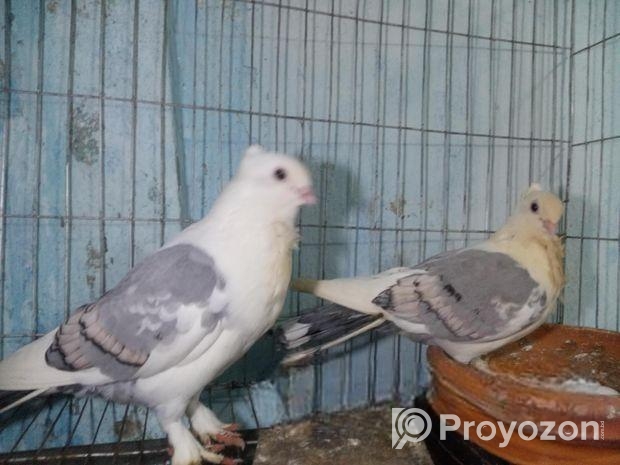 ব্লু-সার্টিন (Blue Satin) কবুতরের ডিম